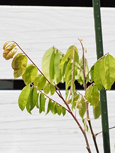 Amazon | スターフルーツ 苗 【ゴレンシ：五斂子 ハニージャンボ